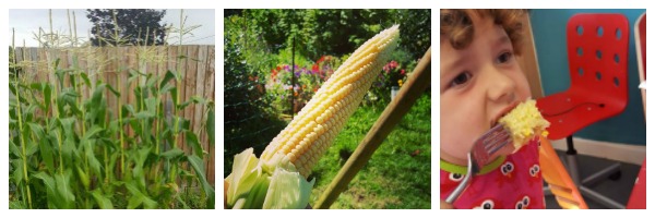corn-on-the-cob-homegrown